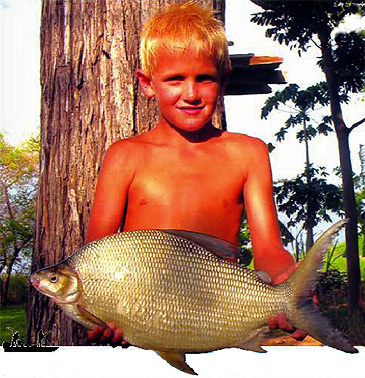 Record photograph for Distichodus schenga